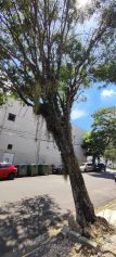 Comerciantes temem queda de árvore no bairro Cambuí