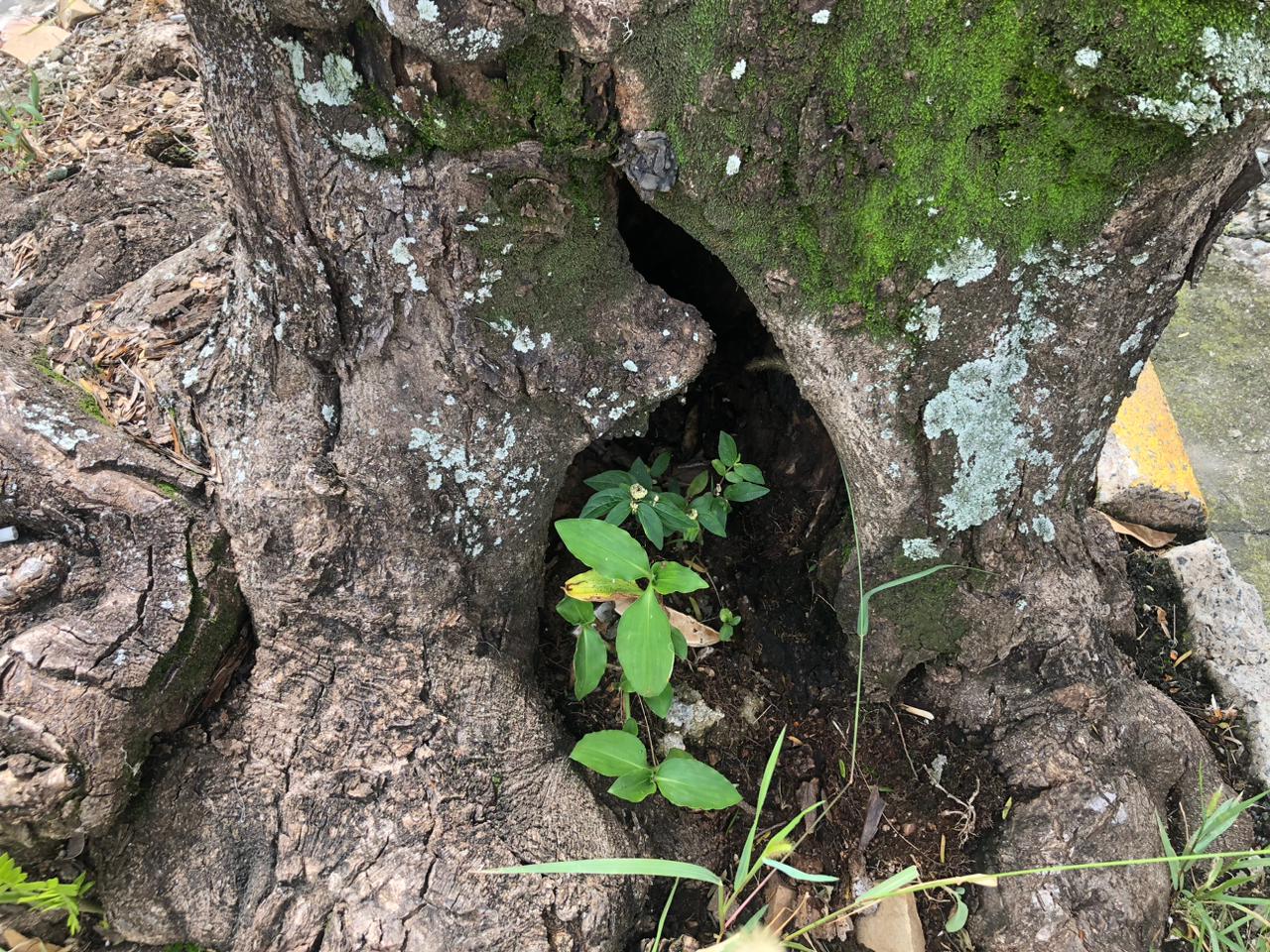 Comerciantes temem queda de árvore no bairro Cambuí