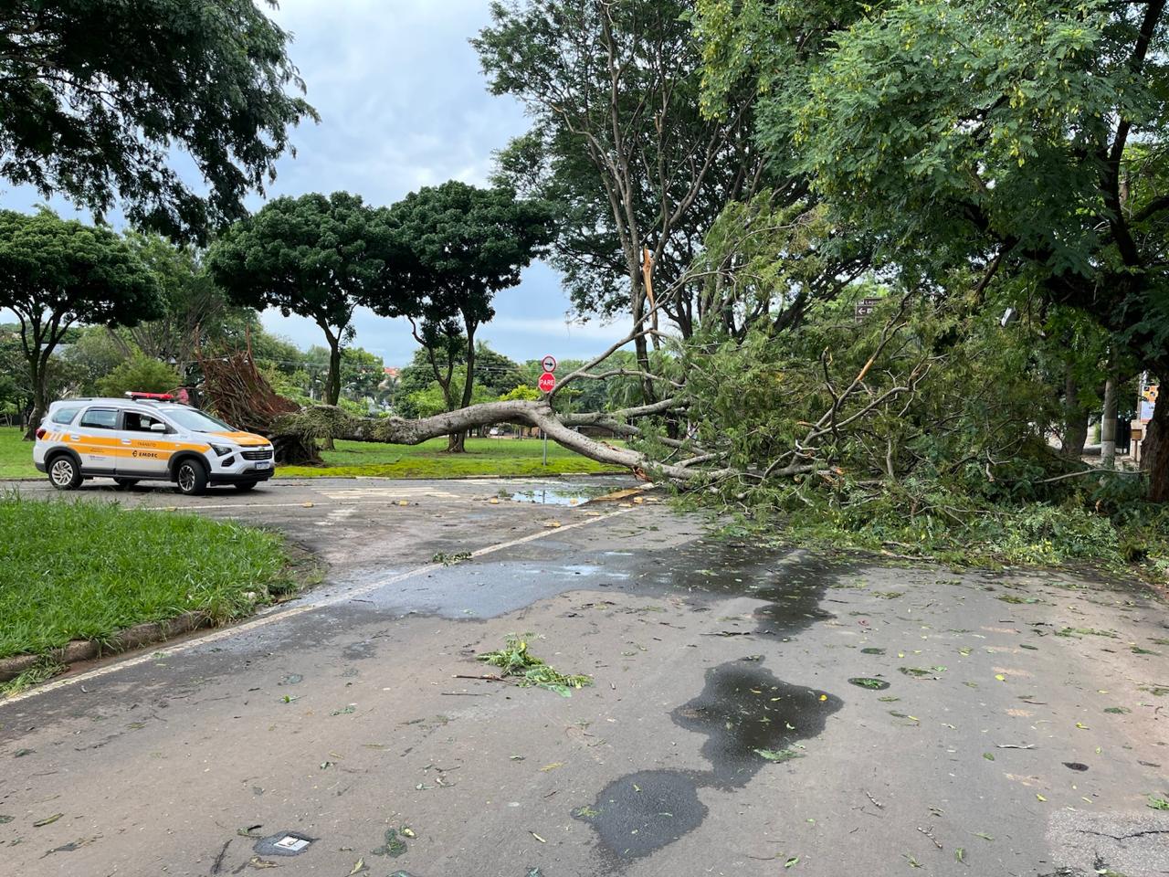 Chuva de granizo em Campinas derruba 31 árvores, segundo Defesa Civil