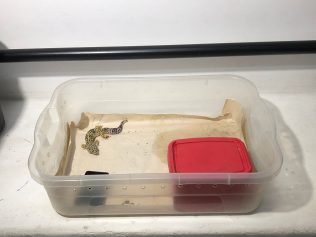 PF apreende animais silvestres exóticos na região de Campinas