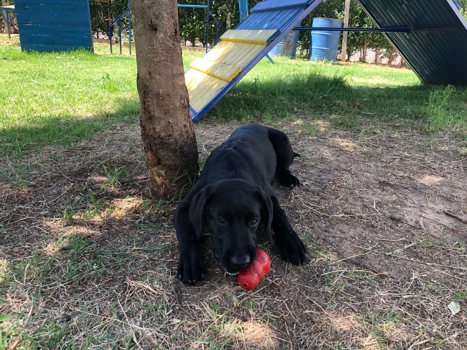 Canil da GM ganha novo integrante após Bart, um Beagle, se aposentar