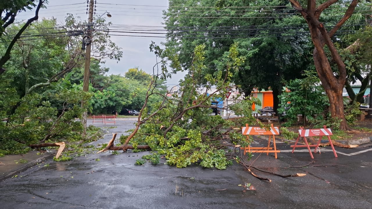 Chuva: Campinas registra queda de árvores e poste; uma casa ficou alagada