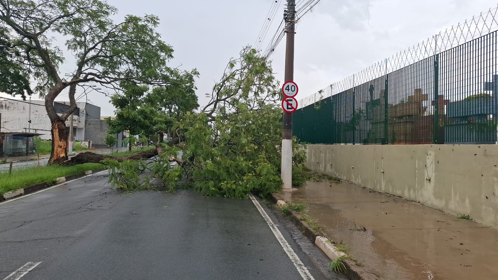 Chuva: Campinas registra queda de árvores e poste; uma casa ficou alagada