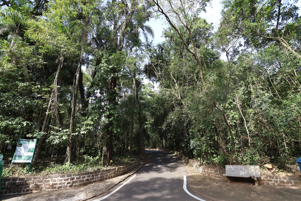 Prefeitura vai substituir árvores mortas do Bosque dos Jequitibás