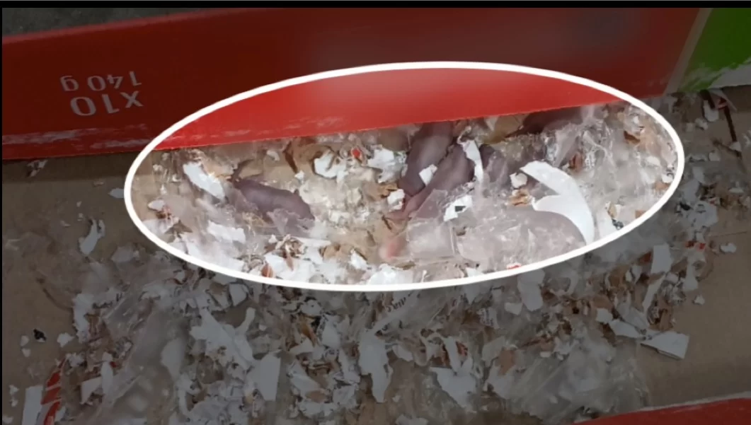 Vigilância encontra vestígios de ratos em atacadista; denúncias em Campinas aumentaram 8%