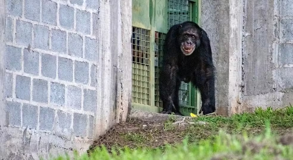 Chimpanzé vítima de maus-tratos desembarca em Viracopos com destino à santuário em Sorocaba 