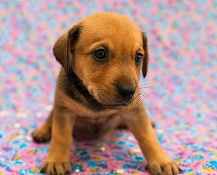 Feira de adoção de filhotes acontece neste sábado em Valinhos