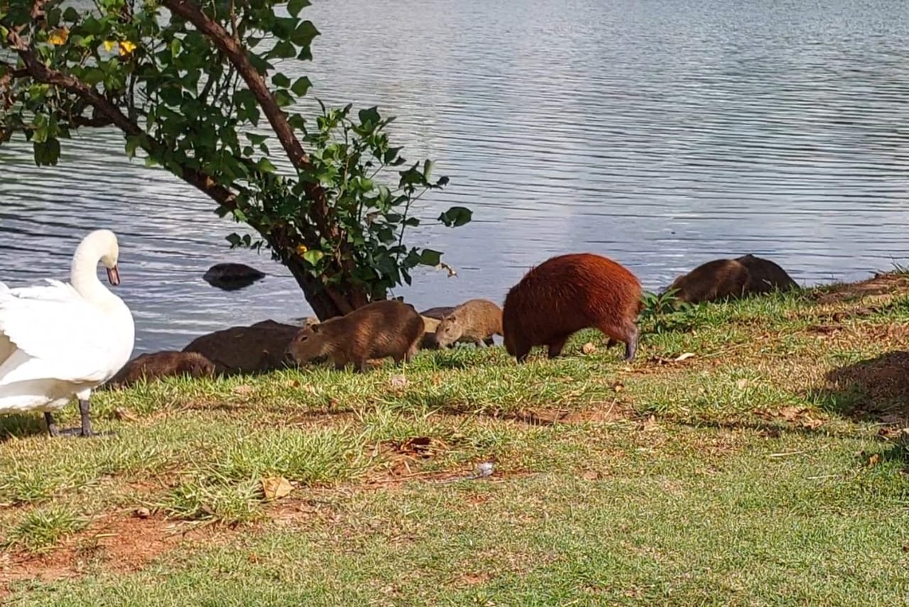 Mesmo com esterilização de mais de 100 capivaras, filhotes ainda são vistos em parques públicos de Campinas