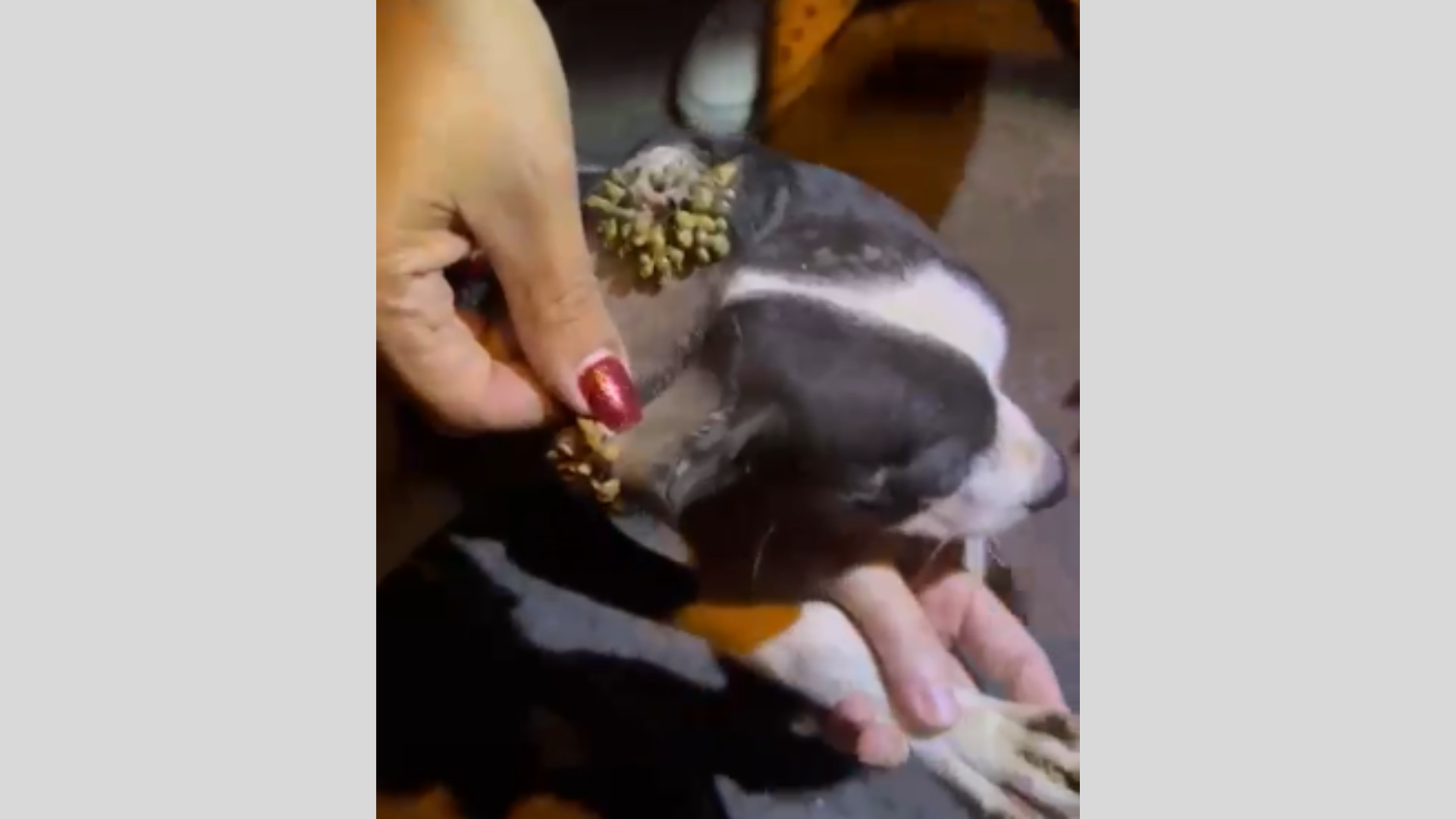 Sete cães e 20 aves são resgatados em situação de maus-tratos em Jaguariúna