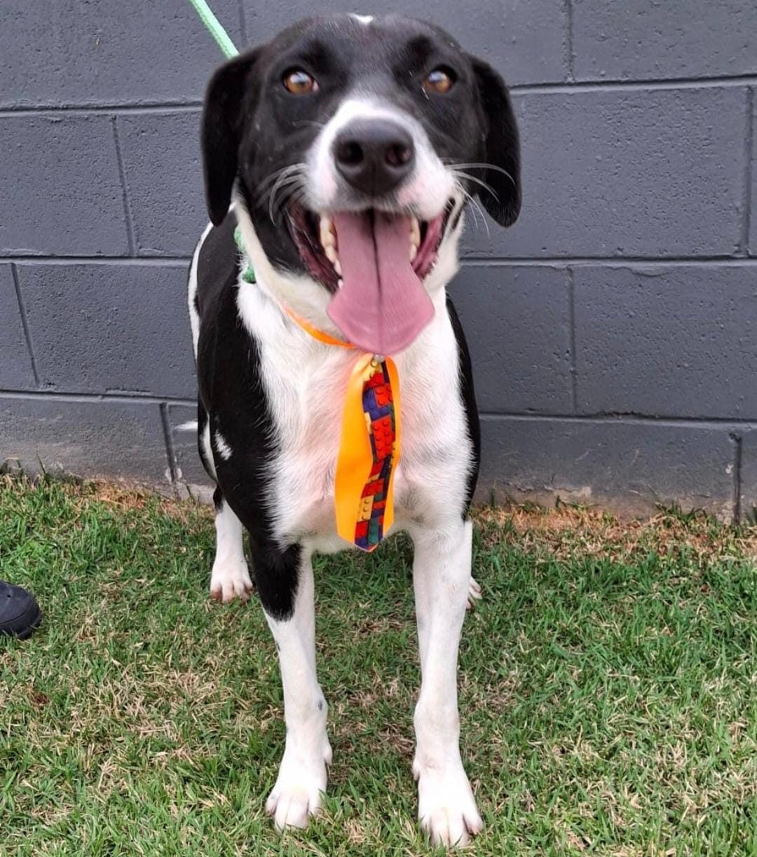 Taquaral recebe Feira de Adoção de Animais neste domingo (27)