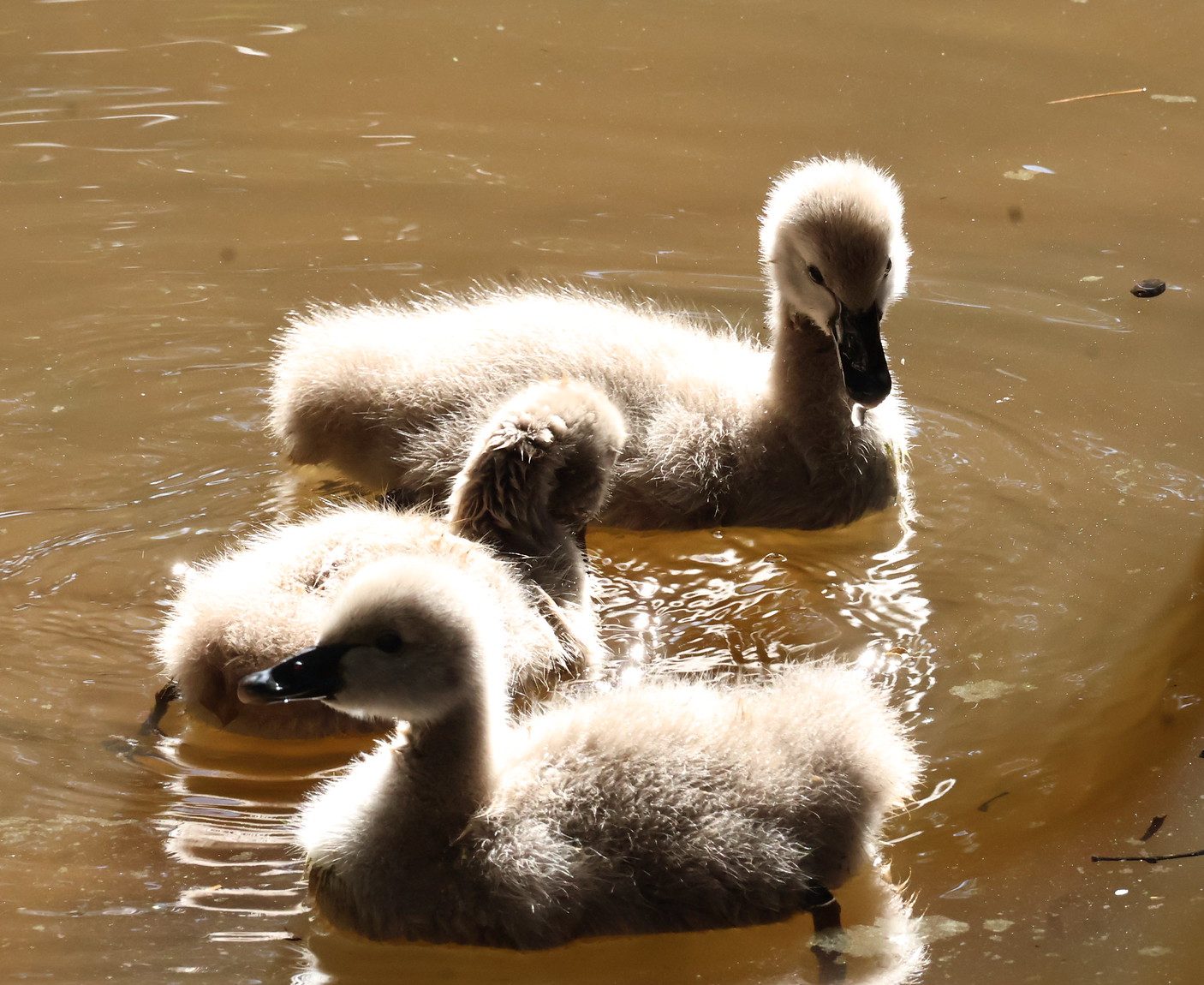 Parque Ecológico de Americana recebe novos animais; veja imagens
