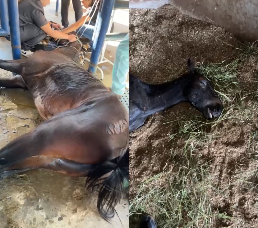 Cavalos morrem e outros 120 ficam doentes em Indaiatuba; haras investiga causa
