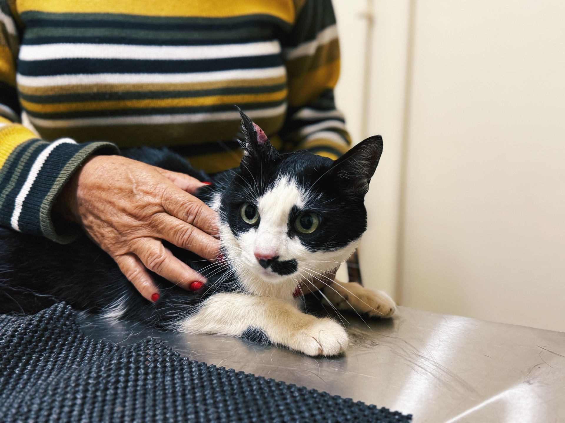 Feira Pet de Artur Nogueira acontece neste domingo