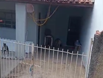 Homem flagra onça em garagem da casa em Espírito Santo do Pinhal