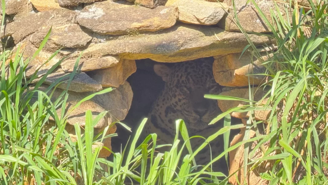 Onça-pintada suspeita de matar caseiro no Pantanal é transferida para instituto em Amparo 
