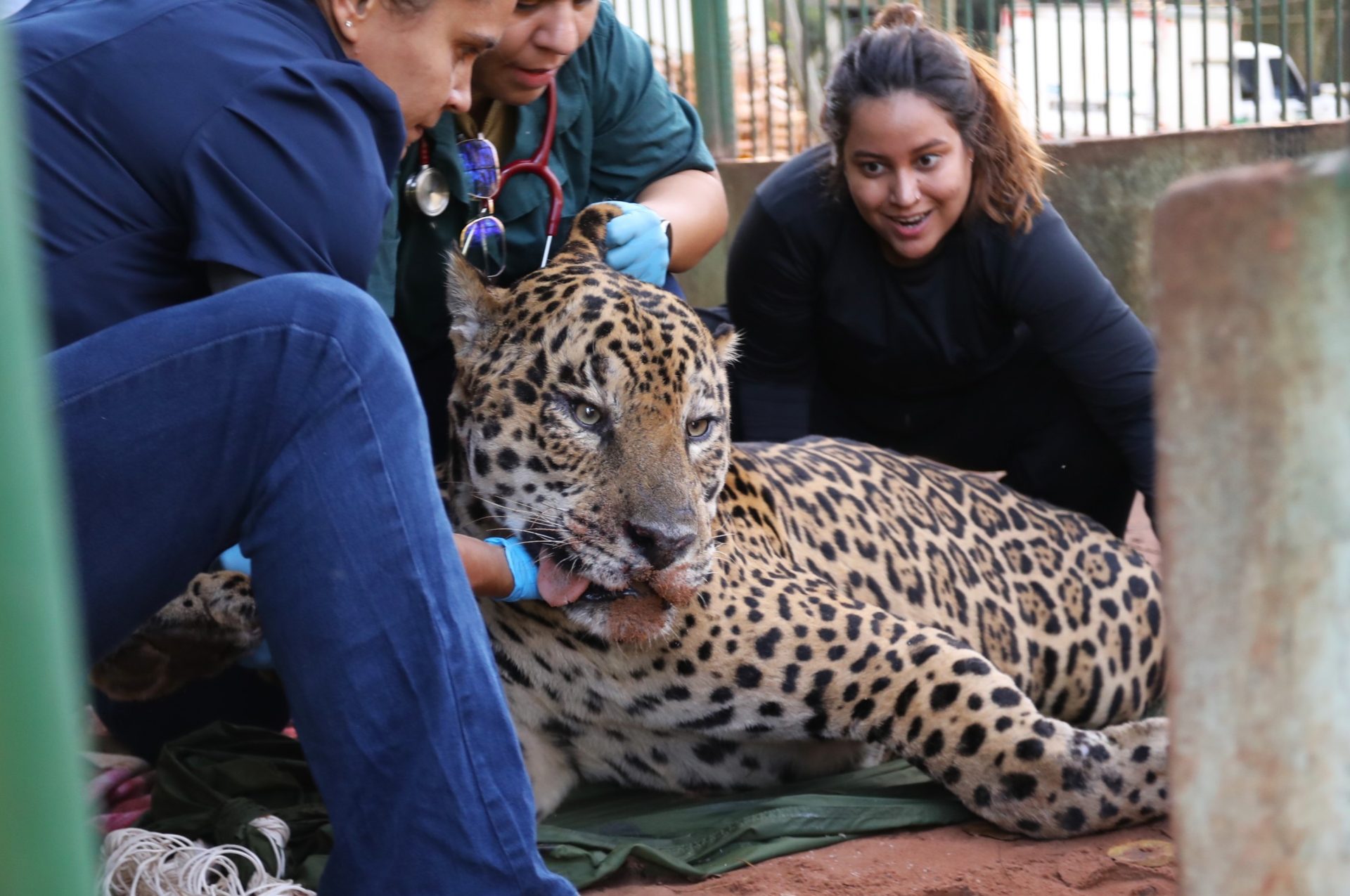 Onça-pintada suspeita de matar caseiro no Pantanal é transferida para instituto em Amparo 
