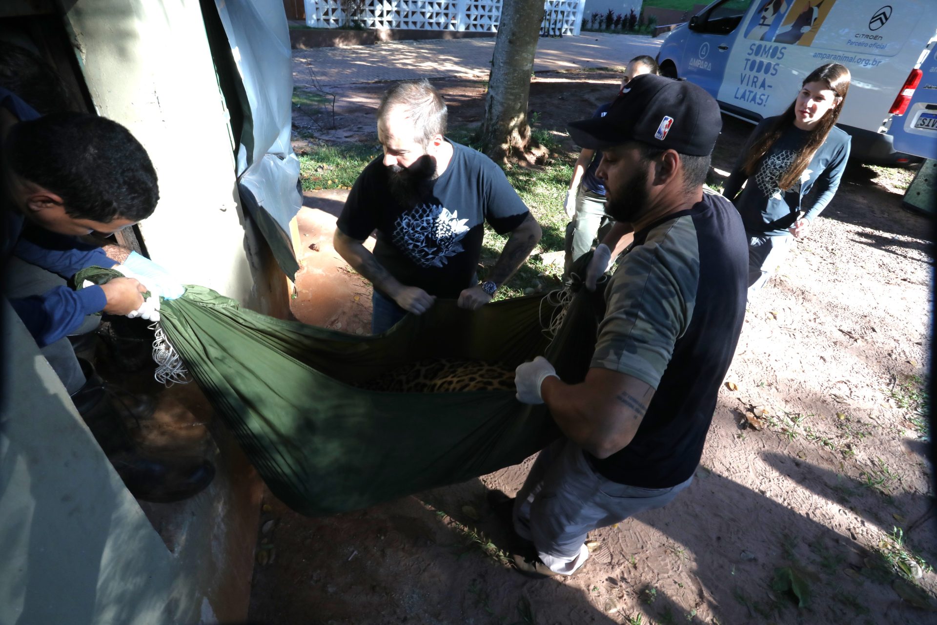 Onça-pintada suspeita de matar caseiro no Pantanal é transferida para instituto em Amparo 