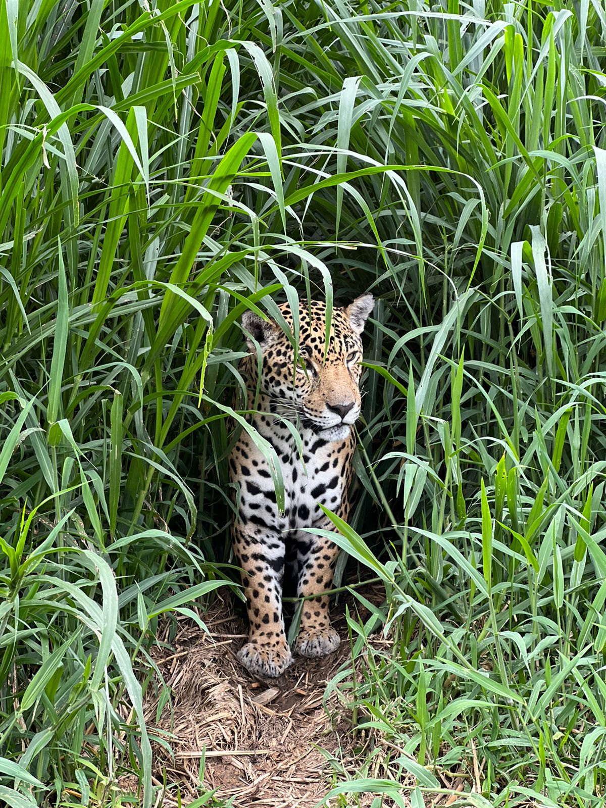 Onça-pintada suspeita de matar caseiro no Pantanal é transferida para instituto em Amparo 