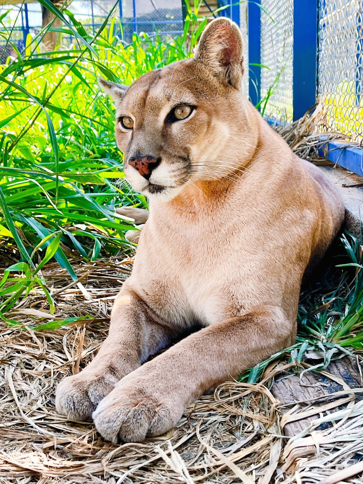 Onça-pintada suspeita de matar caseiro no Pantanal é transferida para instituto em Amparo 