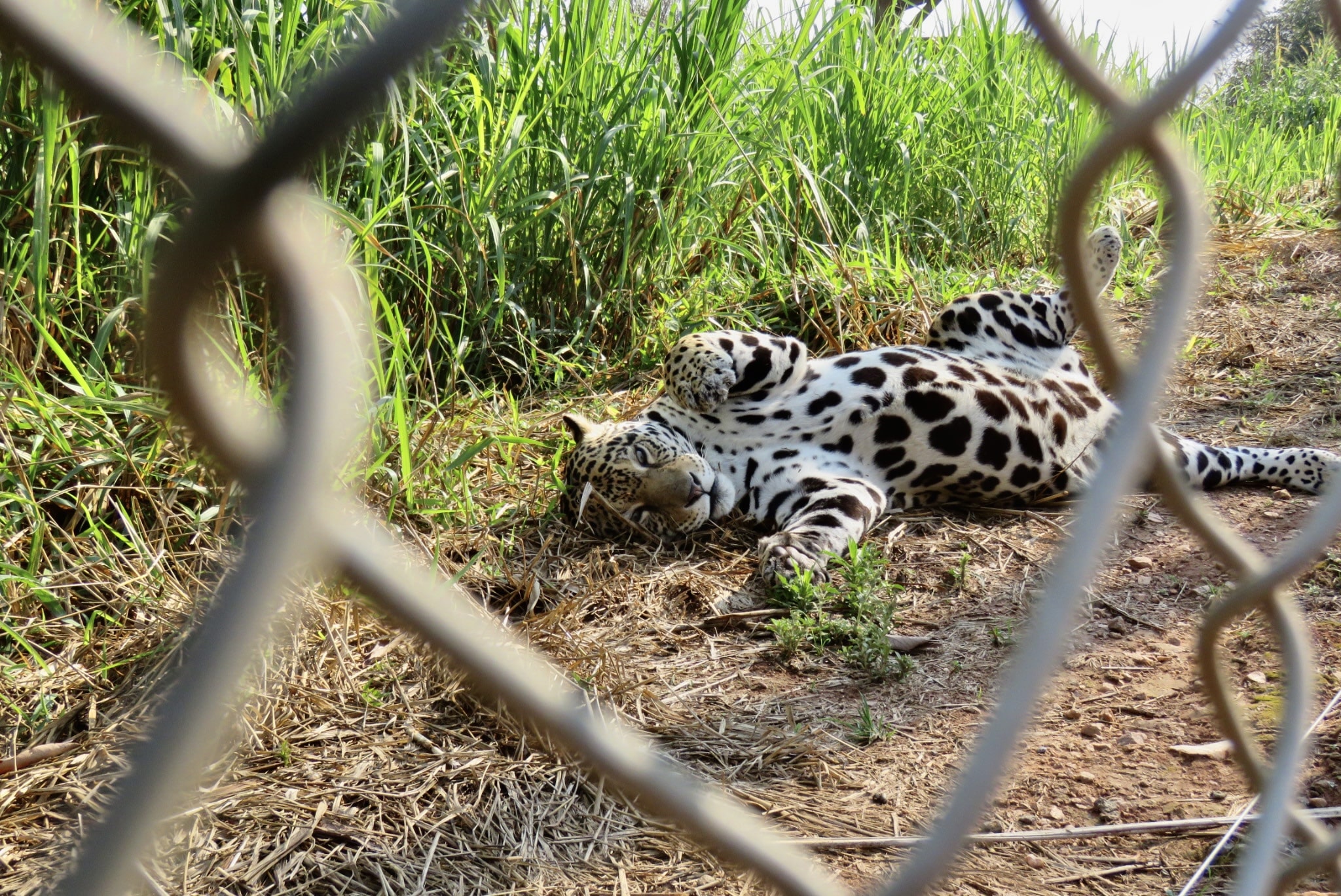 Onça-pintada suspeita de matar caseiro no Pantanal é transferida para instituto em Amparo 