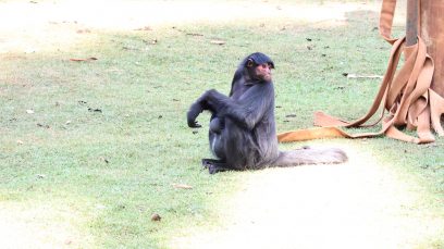 Parque Ecológico de Americana recebe novos animais; veja imagens