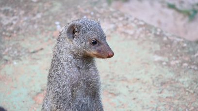 Parque Ecológico de Americana recebe novos animais; veja imagens