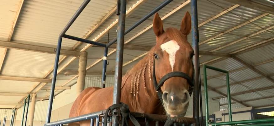 Governo determina recolhimento de ração suspeita de provocar morte de cavalos em Indaiatuba