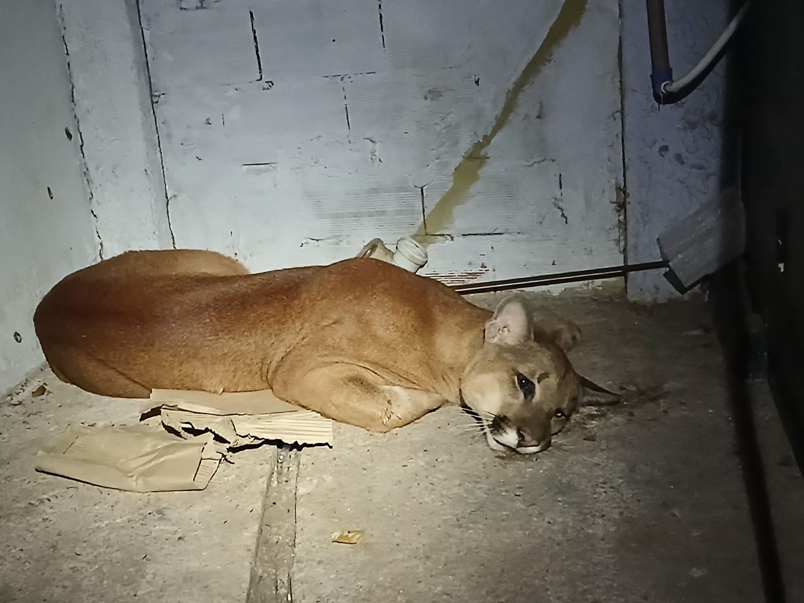 Onça-parda é resgatada dentro de lava-rápido em Vinhedo e levada para Associação Mata Ciliar