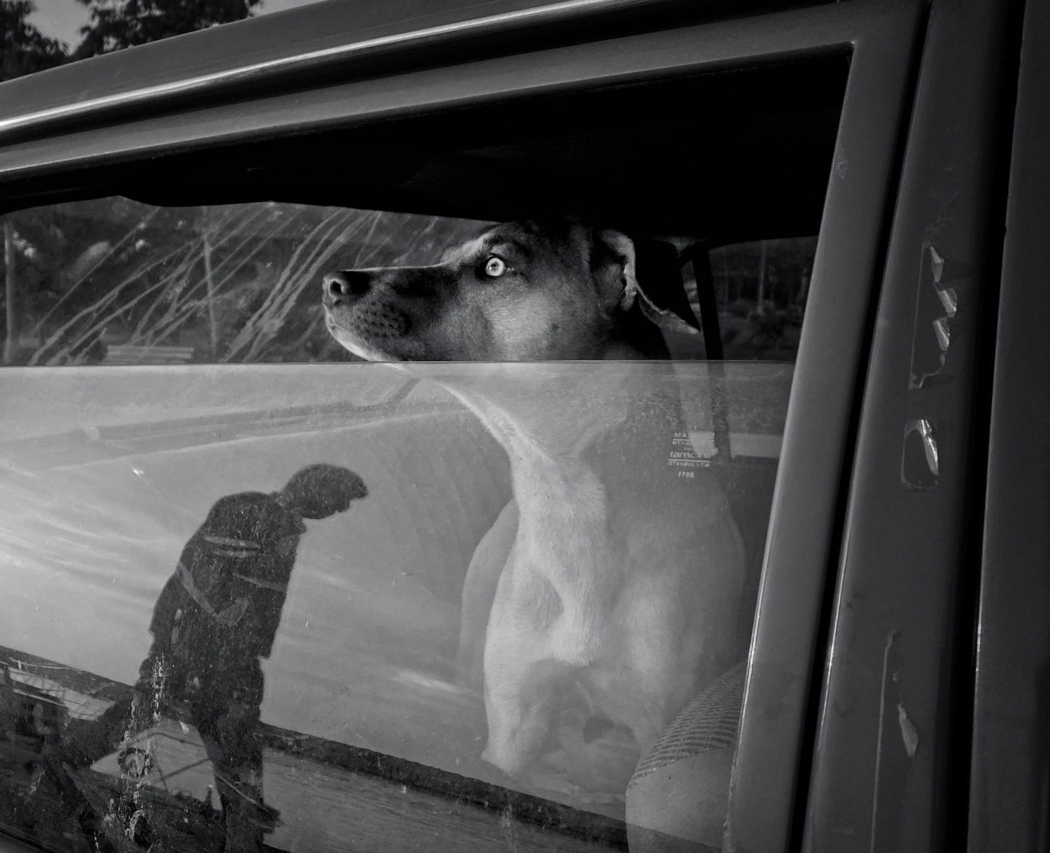 Câmara de Valinhos aprova multa para quem deixar animais dentro de veículos