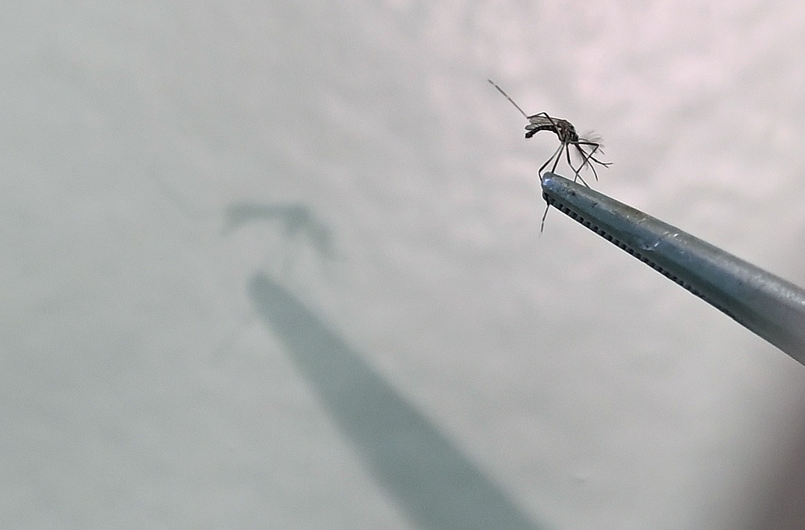 Campinas identifica 27 bairros com alto risco de transmissão da dengue