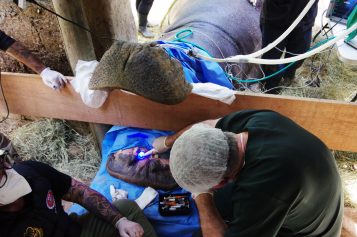 Hipopótamo do Bosque dos Jequitibás passa por tratamento odontológico