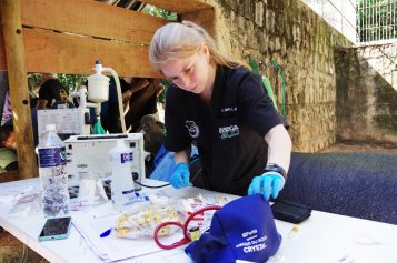Hipopótamo do Bosque dos Jequitibás passa por tratamento odontológico