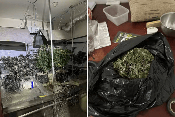 PMs encontram estufa para o cultivo de maconha no Recanto dos Pássaros, em Campinas