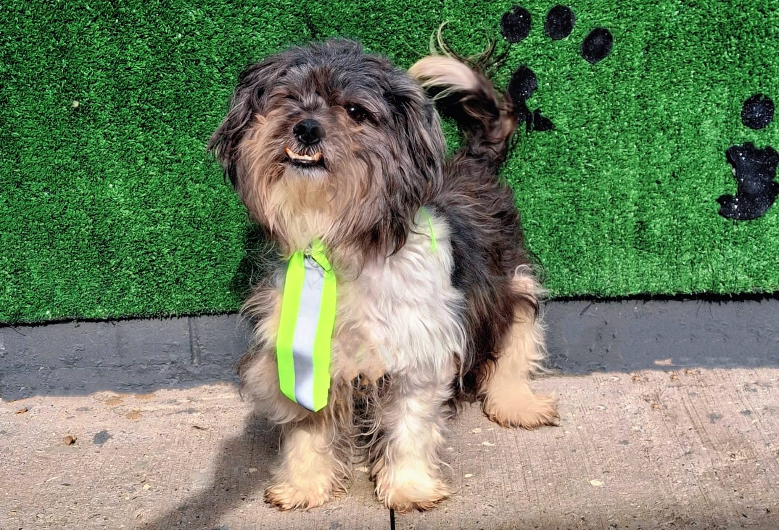 Seis cães poderão ser adotados neste domingo na Lagoa do Taquaral