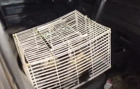 Polícia Rodoviária resgata 3 macacos-prego transportados ilegalmente em Nova Odessa