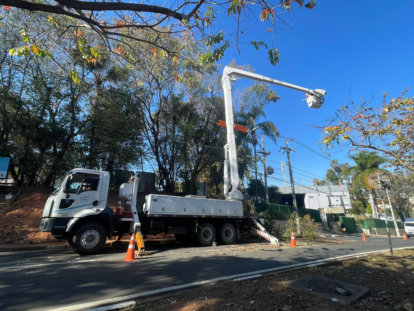 Prefeitura retira 14 árvores na avenida Carlos Grimaldi para construir muro de CS
