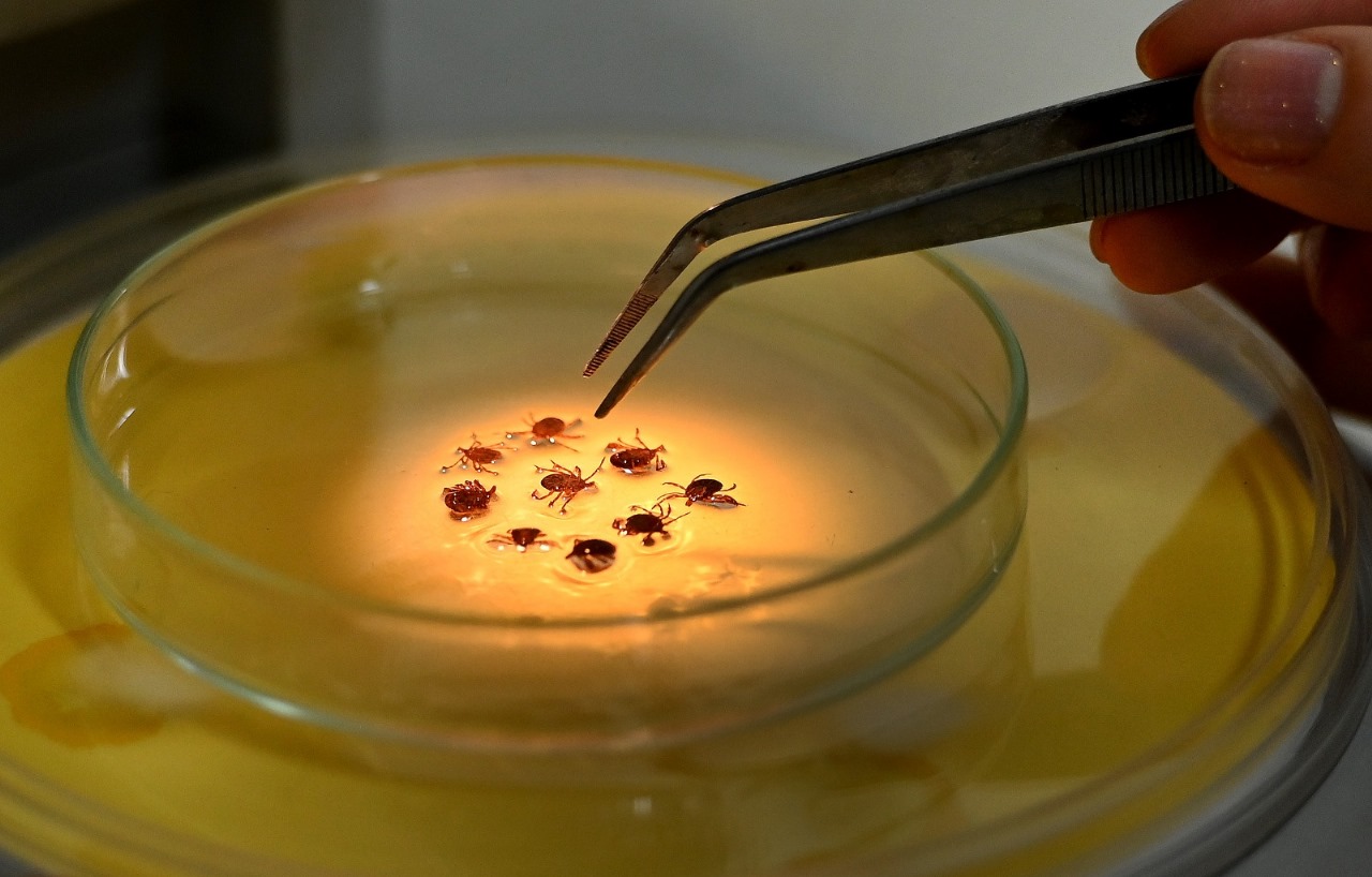 Campinas confirma mais mortes por febre maculosa e dengue em 2025