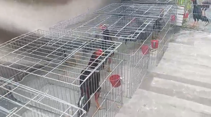 Rinha de galos é descoberta no Jardim Itatiaia, em Campinas