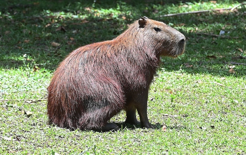 Captura das capivaras para esterilização é segura para os animais, diz assessor da Seclimas