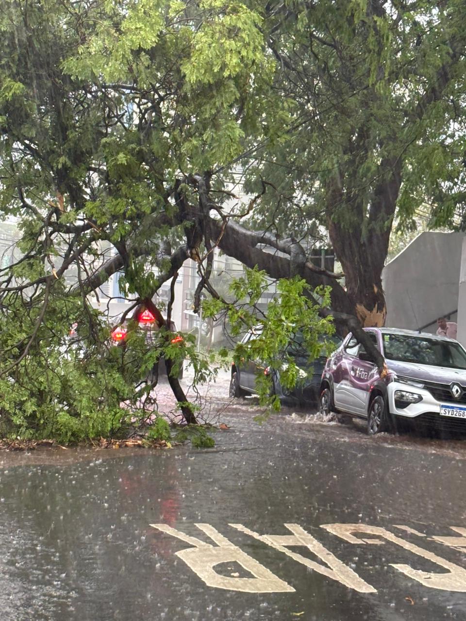 Chuva causa queda de 50 árvores e cinco imóveis alagados em Campinas