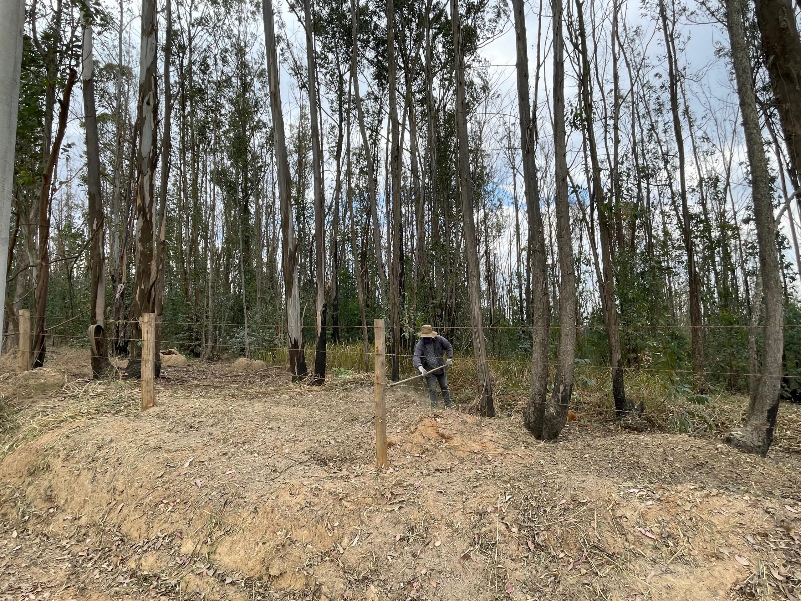 Compensação ambiental por incêndio no Pico das Cabras estima plantio de ao menos 100 mil árvores