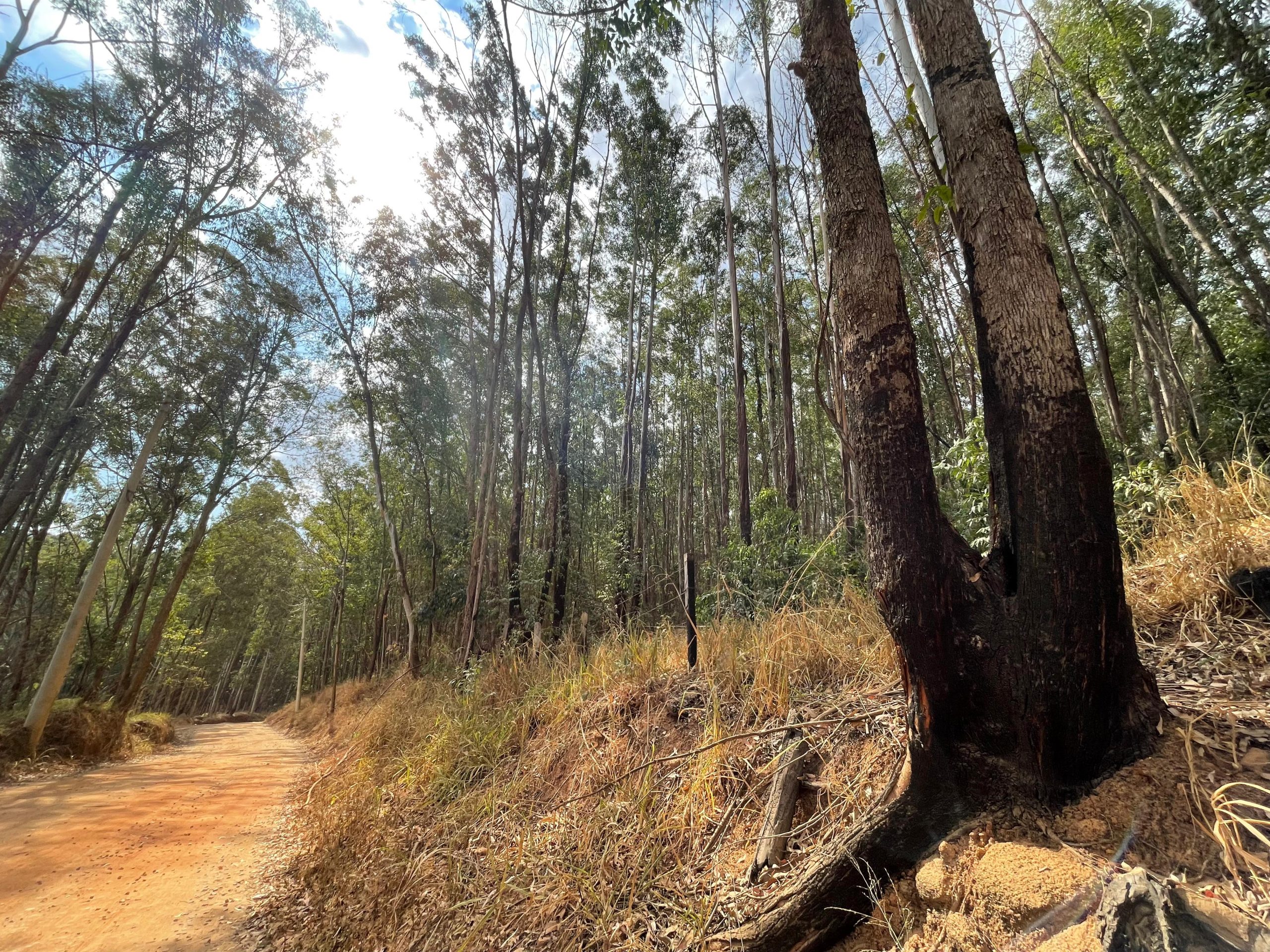 Compensação ambiental por incêndio no Pico das Cabras estima plantio de ao menos 100 mil árvores