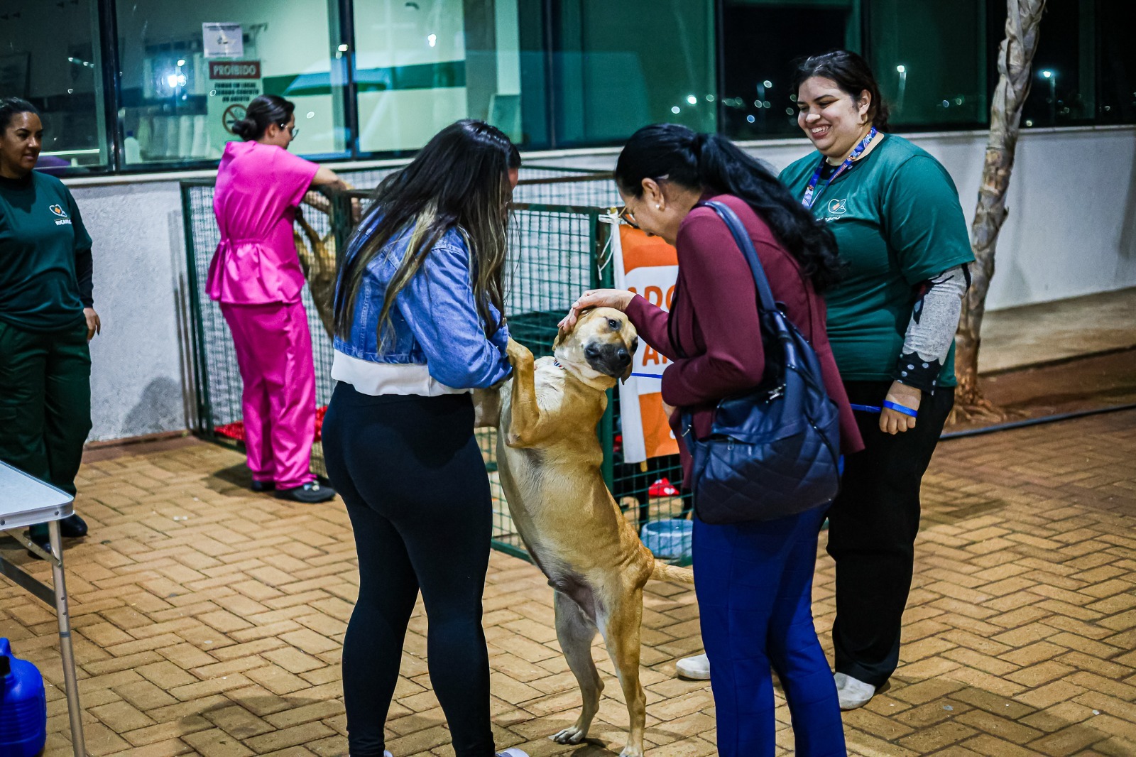 Feira de adoção de animais acontece neste sábado em Paulínia
