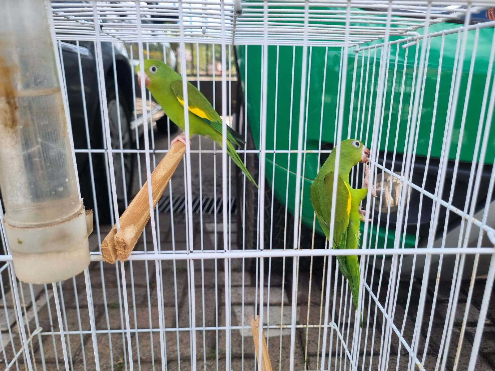 GCM de Valinhos apreende 30 pássaros em chácara; homem é detido e liberado