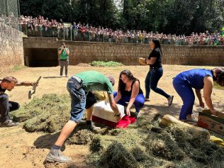 Hipopótamo Dinho celebra 19 anos e ganha festa no Bosque dos Jequitibás