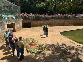 Hipopótamo Dinho celebra 19 anos e ganha festa no Bosque dos Jequitibás