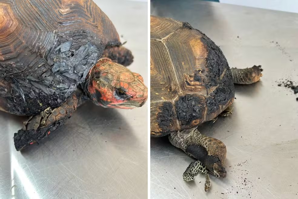 Jabuti é encontrado gravemente ferido após queimada em Americana