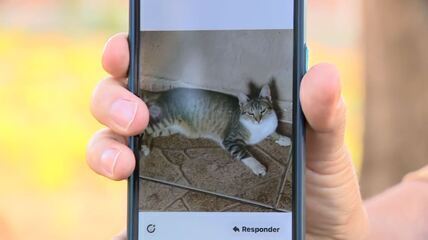 Mogi Guaçu suspende convênio de castrações gratuitas após morte de sete gatos