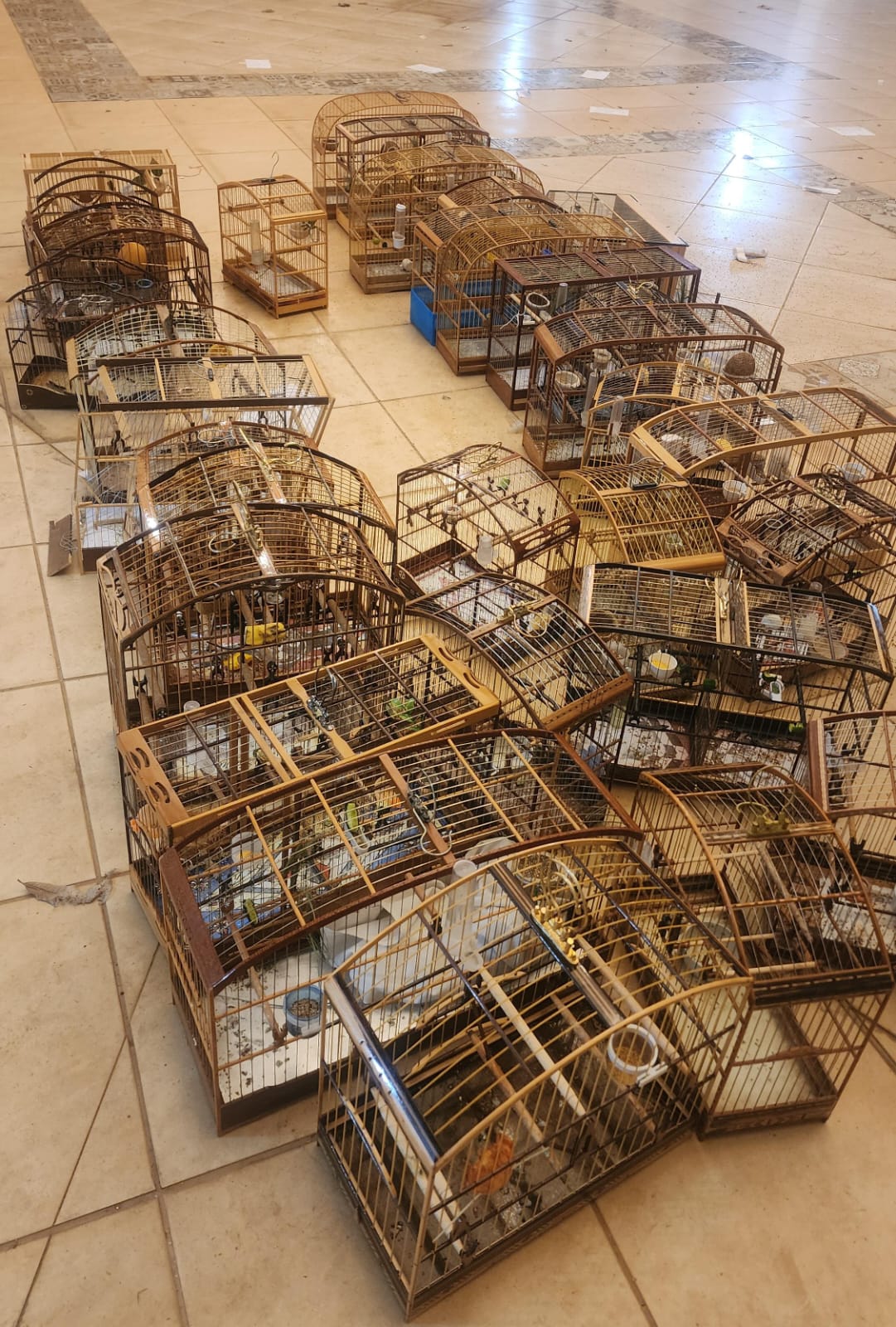 Polícia Ambiental desmantela torneio ilegal de pássaros em Elias Fausto