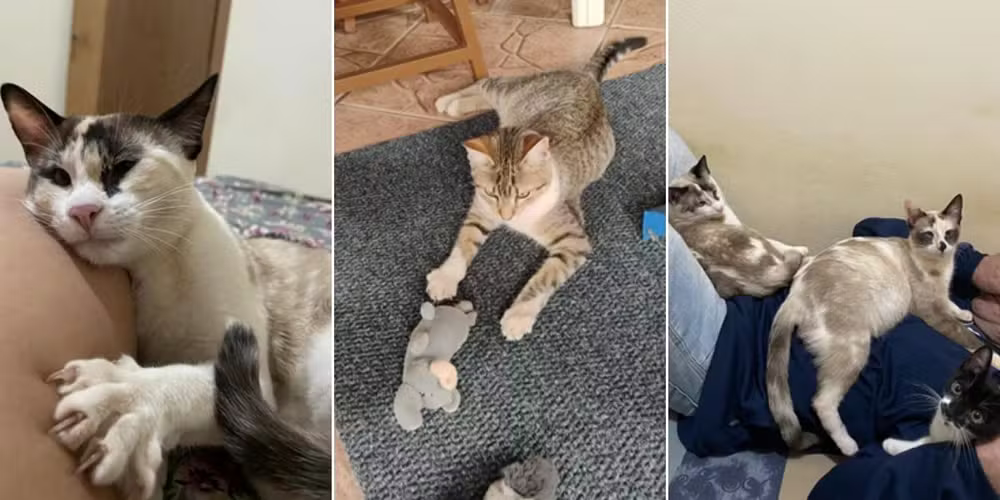 Prefeitura de Mogi Guaçu e empresa terceirizada vão discutir mortes após castrações